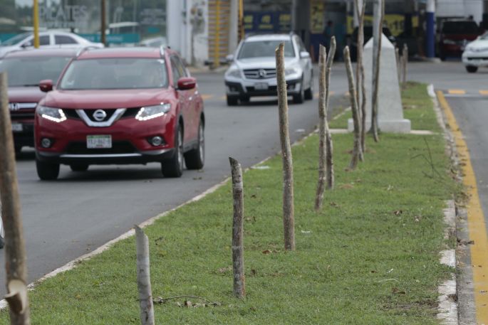 Ayuntamiento de Mérida interpone denuncia por tala de 16 árboles de Chaká en la Avenida Líbano  