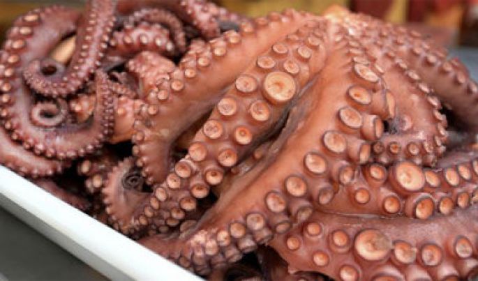 Inicia la temporada hábil de pulpo 2017.