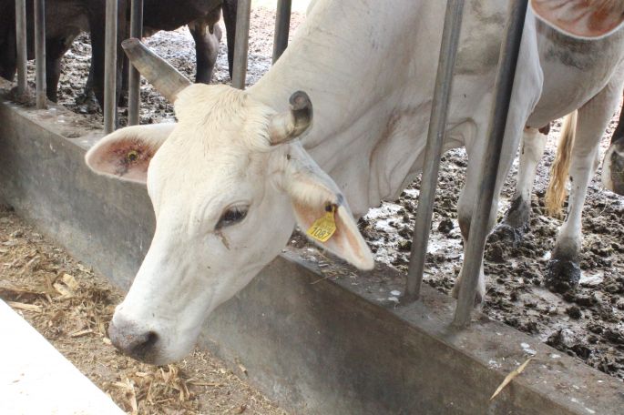 Productores Yucatecos Protegidos contra Contingencias Climatológicas.