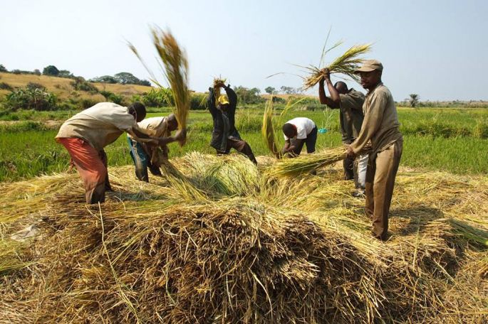 La agricultura sostenible puede mitigar el cambio climático y la migración involuntaria