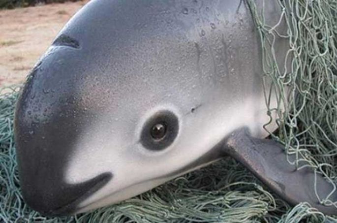 Se prohiben permanentemente las redes agalleras en el Alto Golfo de California.