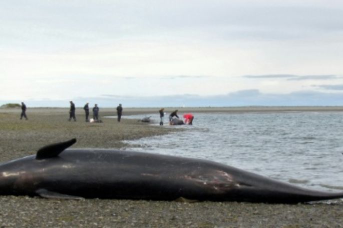 Canadá prohíbe la pesca de cangrejos  por protección a las ballenas negras.