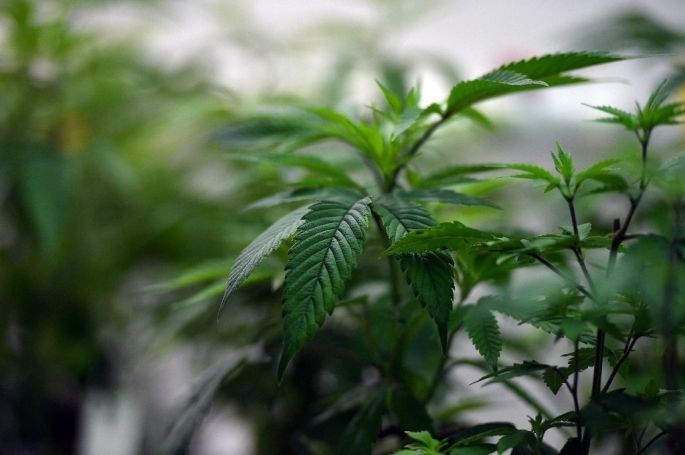 Aún con reservas, Australia entra al mercado de la mariguana medicinal.