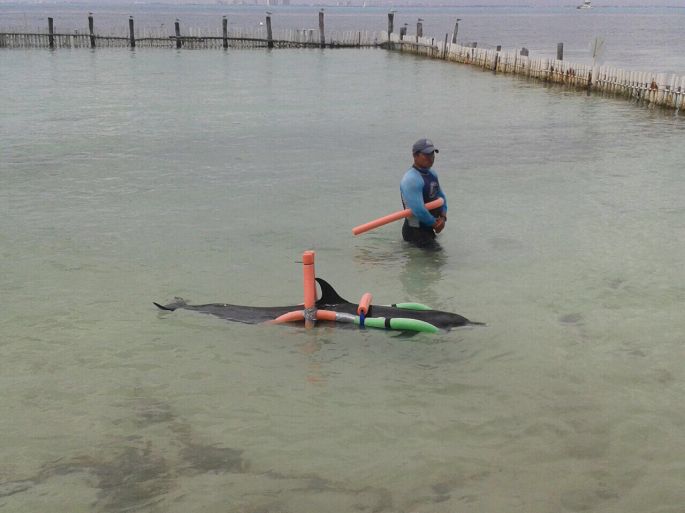 Delfín que recaló fue trasladado a Isla Mujeres.