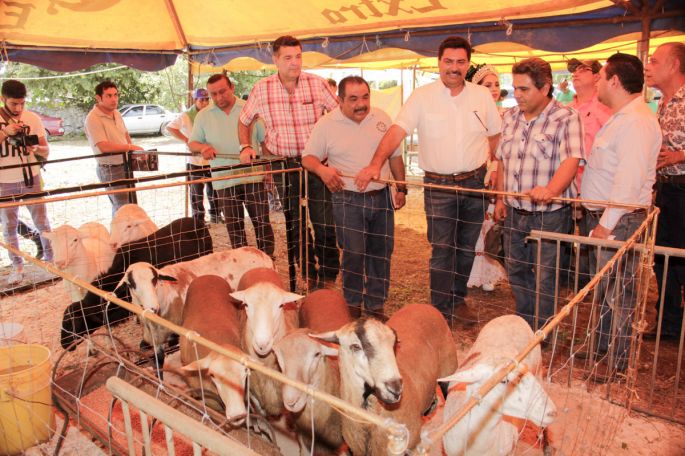 Producción ovina tiene mucho futuro
