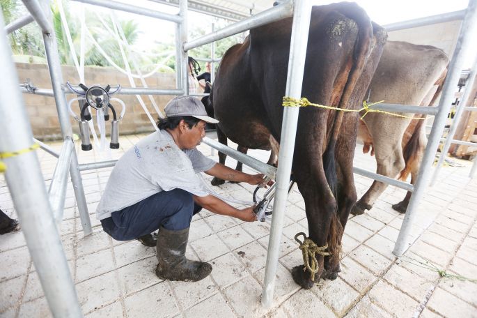 Nueva dinámica, en la producción de leche