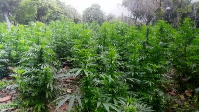 Aseguran casi 50 kilos de “crystal” y destruyen 7 plantíos de "mota".