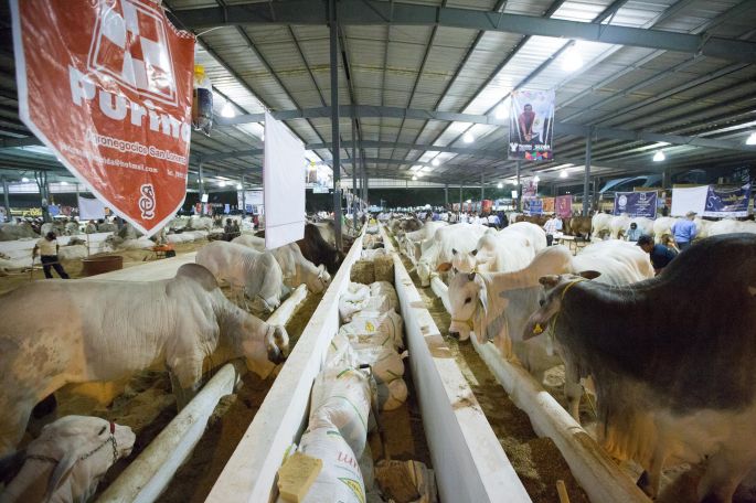 Amplia muestra ganadera, en la Feria Yucatán X’matkuil