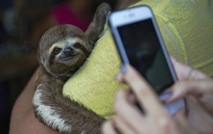 ¿Selfies con animales en la Amazonia? Una mala idea, advierte una ONG