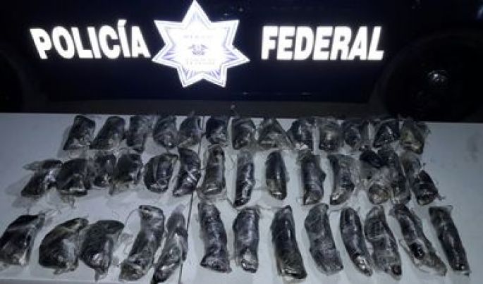 Policía Federal localiza droga sintética en las puertas de un vehículo, en Zacatecas