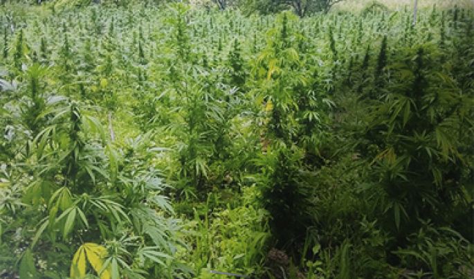 Se destruyen más de 63 mil plantas de marihuana en Mascota y Gómez Farías, Jalisco