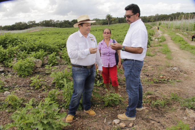 El campo yucateco es productivo