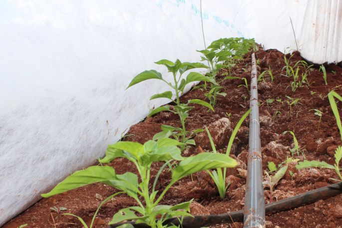 Protege SAGARPA el ambiente con tecnología para mejorar el Suelo y Agua, opción sustentable