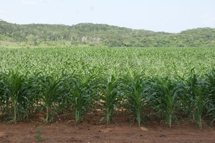 Abiertas ya las ventanillas de apoyo Proagro productivo 2018 de SAGARPA