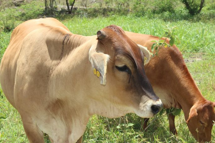 Promueven en Yucatán producción sustentable de alimentos 