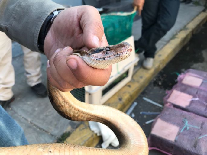 Investigan a tres personas por su probable responsabilidad en el transporte de fauna silvestre protegida