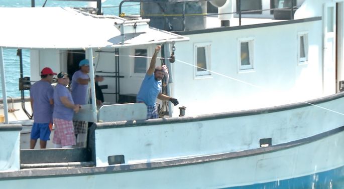 Comienza la temporada de captura de pulpo, una de las pesquerías más importantes de Yucatán