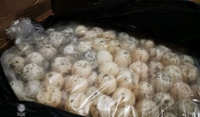 FGR asegura cerca de tres mil huevos de tortuga y detiene a una persona