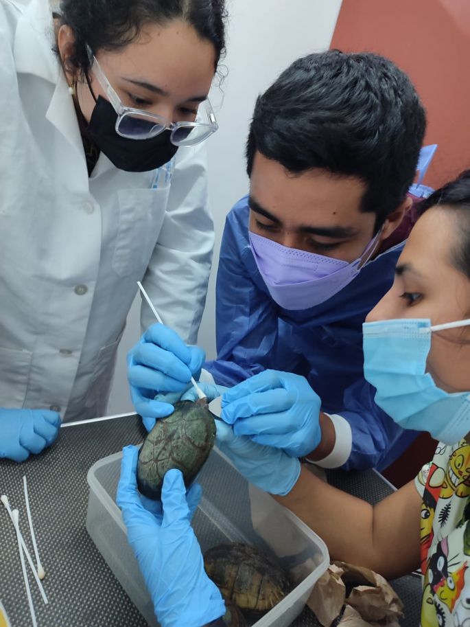  Analizan bacterias que pueden transmitir tortugas 