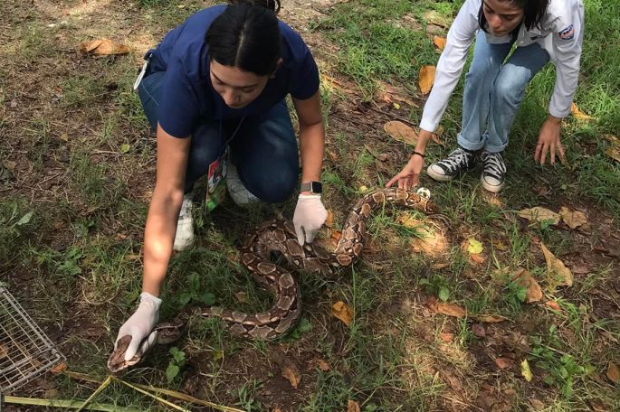 Impartirán curso de manejo y cuidado de serpientes no venenosas en cautiverio 