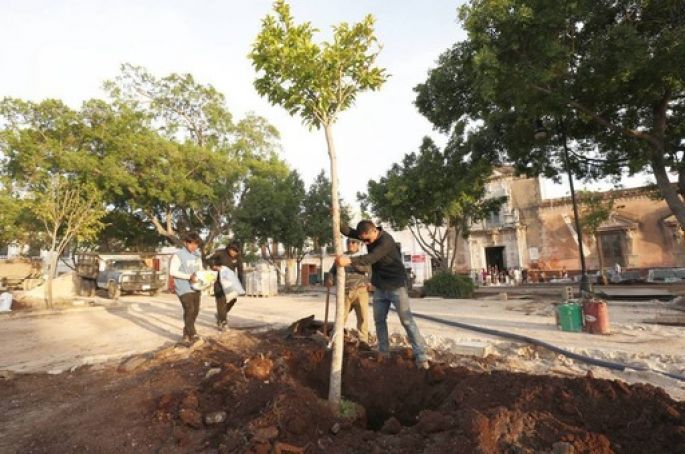 Arborización en Plaza Grande de Mérida destaca la importancia de especies sagradas mayas