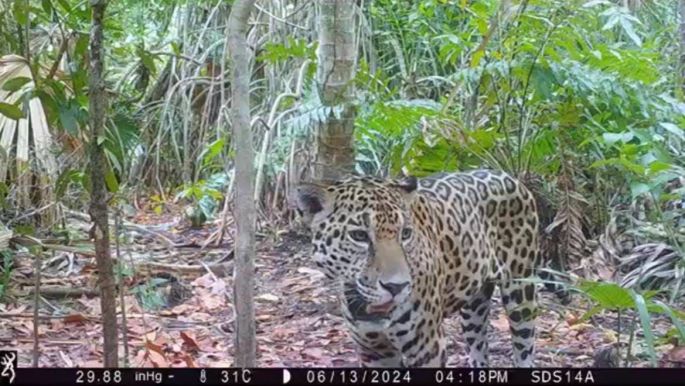 Registran avistamiento de más jaguares en la Reserva Ecológica de Dzilam de Bravo