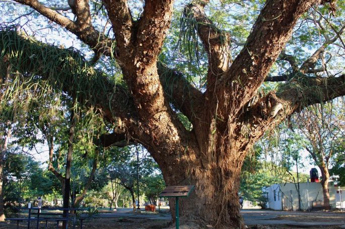 El Ayuntamiento de Mérida nombra el tercer Árbol Patrimonio Verde.