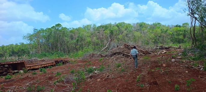 Menonitas arrasan con la selva yucateca y estarían usando transgénicos 