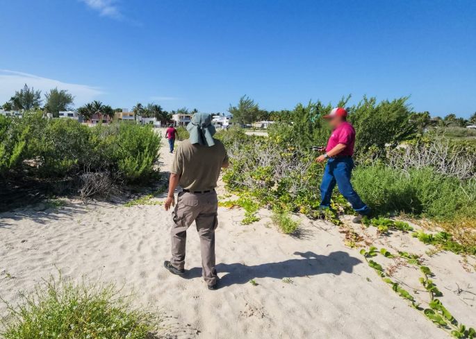 Profepa detecta nuevo desmonte de vegetación en Sisal; continúan diligencias ministeriales
