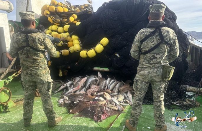 Decomisan más de 4 mil toneladas de producto pesquero ilegal en seis meses