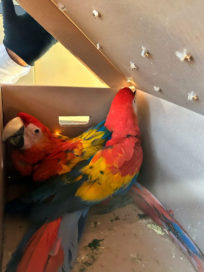 Recibe Profepa 9 monos araña y 8 guacamayas asegurados por la FGR, en Chiapas
