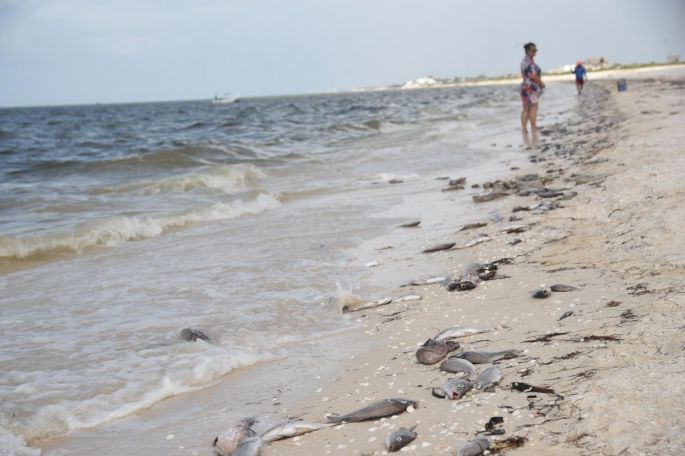 La marea roja mantiene en alerta al sector restaurantero de Yucatán