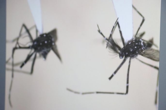 Investigadores de la UADY detectan nueva variante de mosco transmisor de dengue, zika y chikunguya
