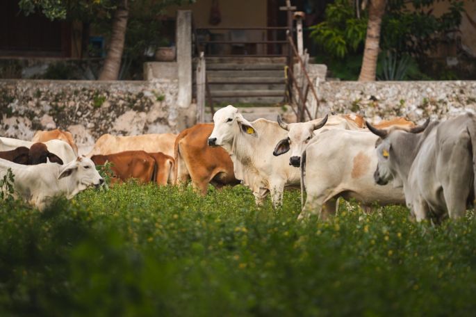 Ya son 1121 casos  de gusano barrenador en Yucatán;  130 permanecen activos 