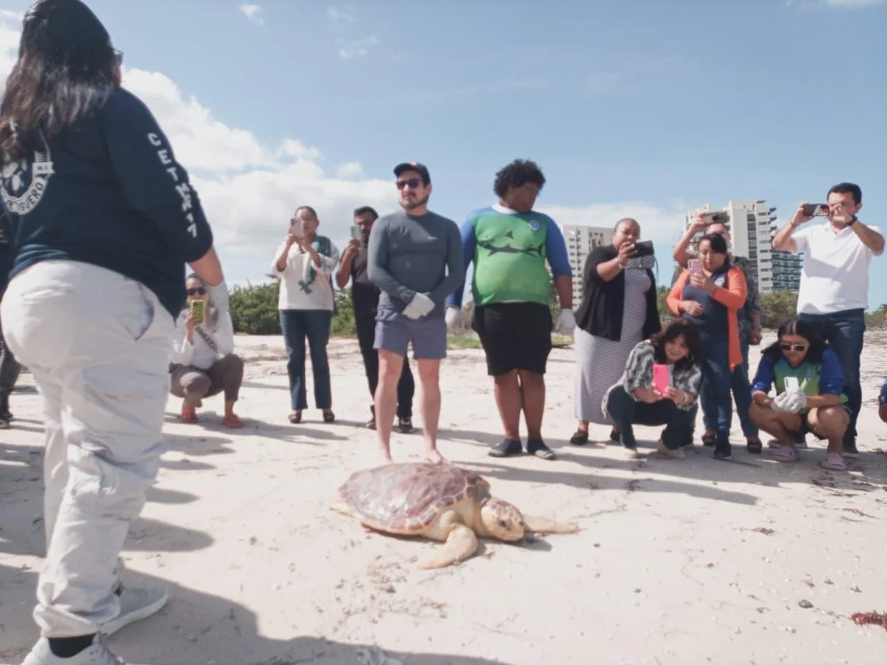 Reintegran tortuga caguama a su hábitat