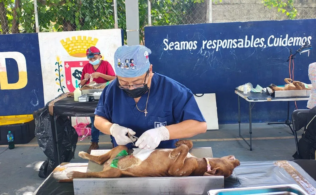 Esterilización animal en Mérida se apoyará con venta solidaria durante el Carnaval