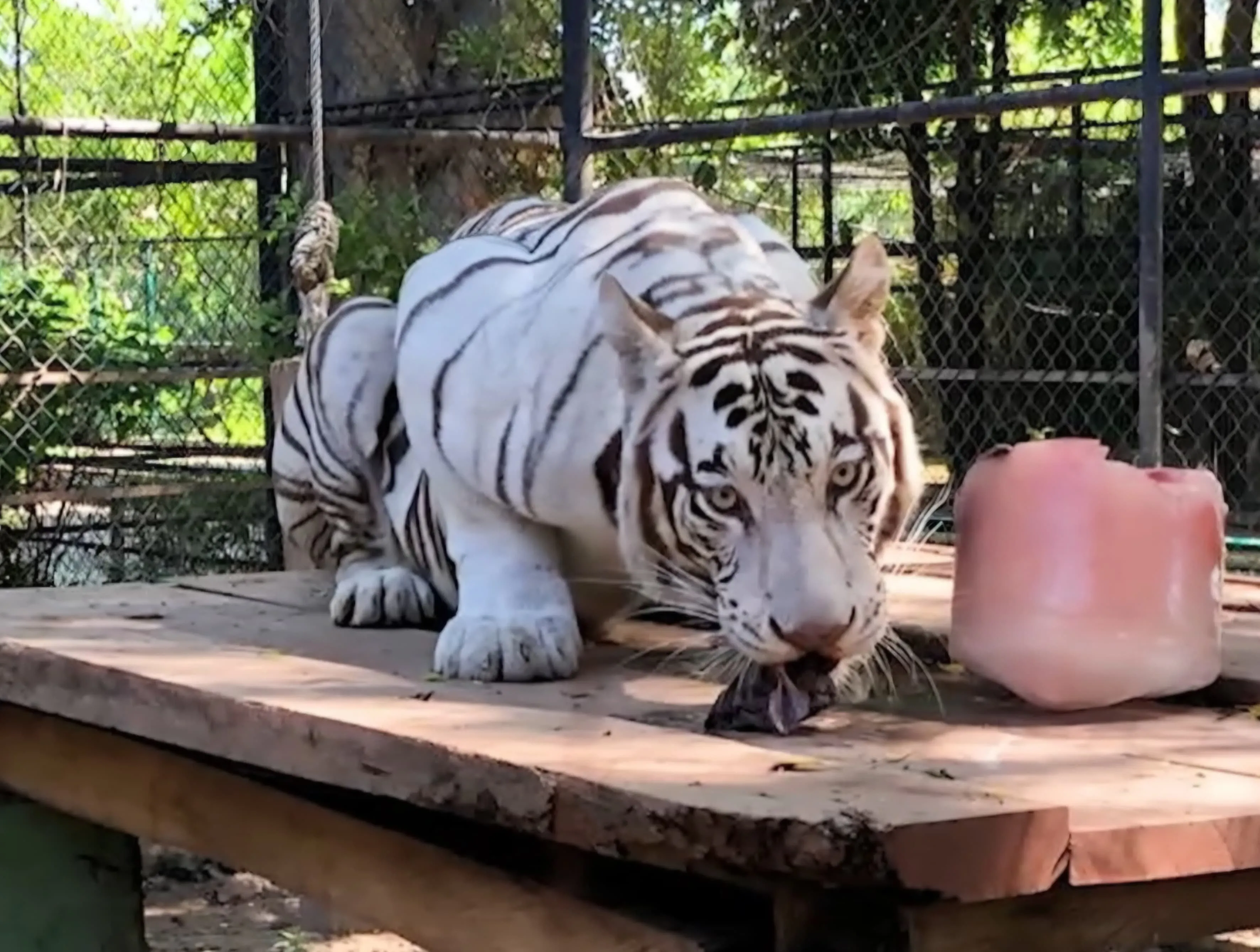 Mérida refuerza la conservación de especies con traslado de tigresa blanca a Animaya