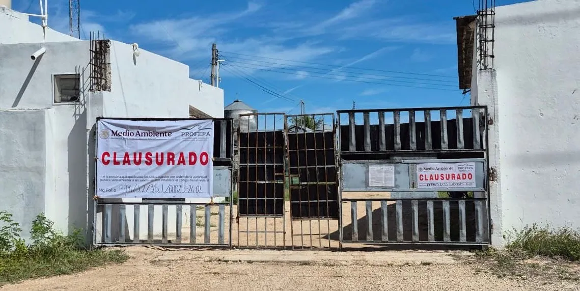 Clausuran granja porcícola en Chocholá tras negarse a inspección federal