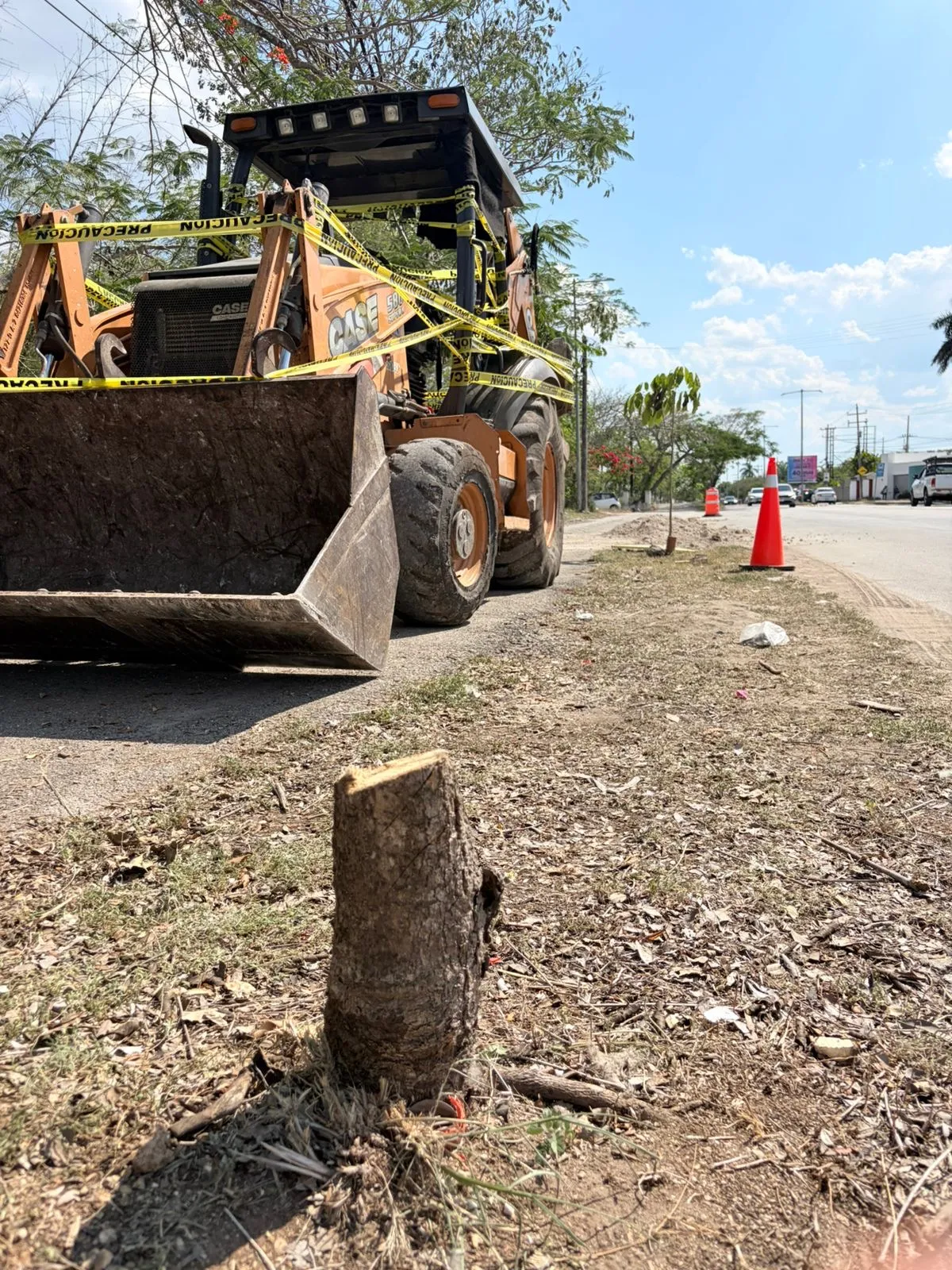 Detienen tala ilegal de árboles en Cholul tras denuncia ciudadana