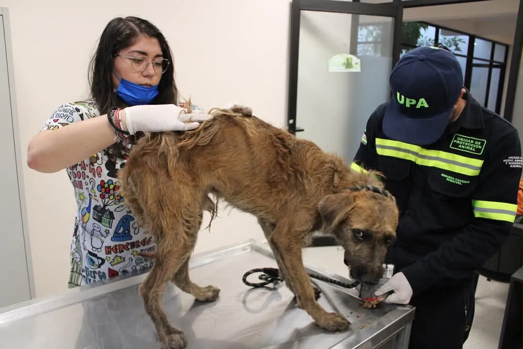 Rescatan a siete animales durante operativo de bienestar animal