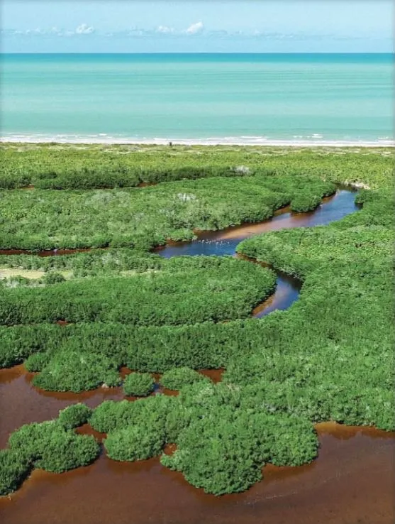 Alerta ambiental: Yucatán pierde más de 2 mil 700 hectáreas de manglar